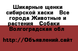 Шикарные щенки сибирской хаски - Все города Животные и растения » Собаки   . Волгоградская обл.